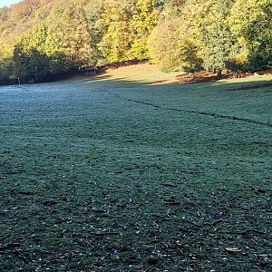 Wildpark Donsbach - Red Deer / Taiwan Sika / Fallow Deer Valley