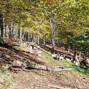 Wildpark Donsbach - Fallow Deer herd with melanistic individual