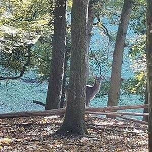 Wildpark Donsbach - Taiwan Sika