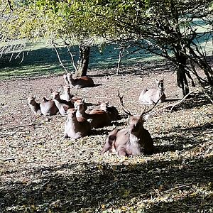 Wildpark Donsbach - Japanese Sika