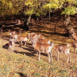 Wildpark Donsbach - Mouflon