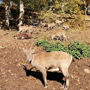 Wildpark Donsbach - Alpine Ibex
