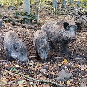 Wildpark Donsbach - Wild Boar