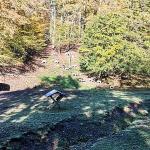 Wildpark Donsbach - Fallow Deer exhibit