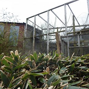 Squirrel monkey enclosure 140421