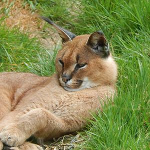 Caracal 140421