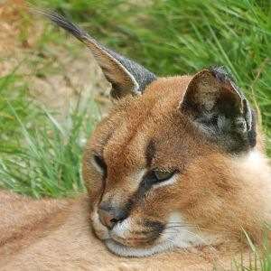 Caracal 140421