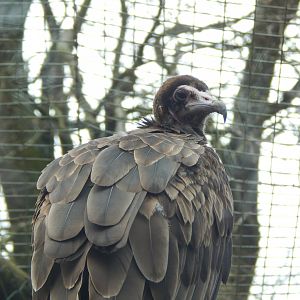 Hooded vulture 140421