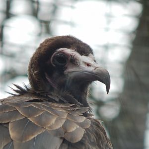 Hooded vulture 140421