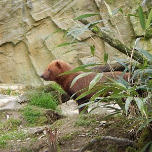 Bush dog 140421