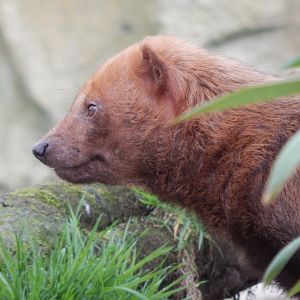 Bush dog 140421