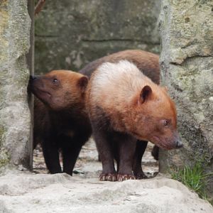Bush dogs 140421