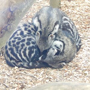 African civets 140421