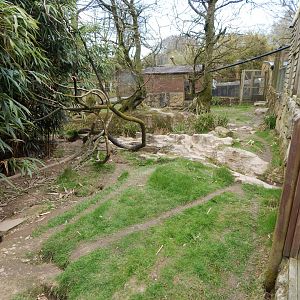 Bush dog enclosure 140421