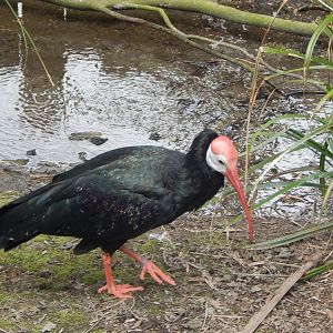 Southern bald ibis 140421