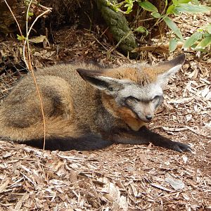 Bat-eared fox 140421