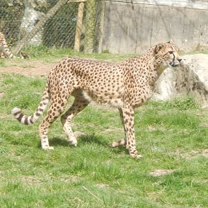 Cheetah 140421