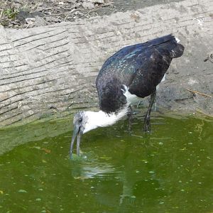 Straw-necked ibis 140421
