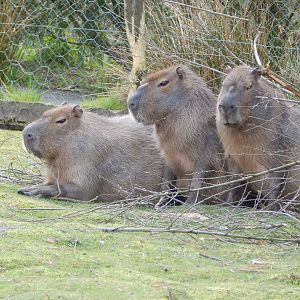 Capybaras 140421