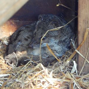 Spotted fanaloka 140421