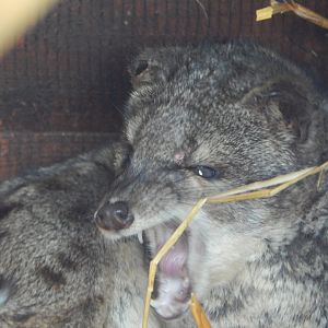 Spotted fanaloka 140421