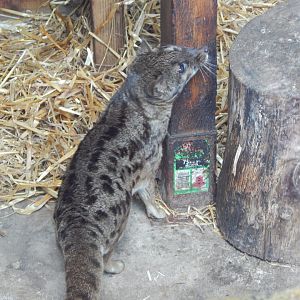 Spotted fanaloka 140421