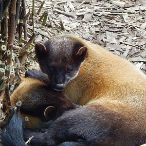Northern yellow-throated marten 140421