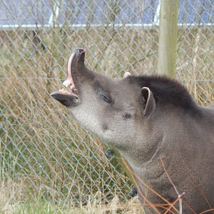 South American tapir 140421