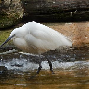 Little egret 210421