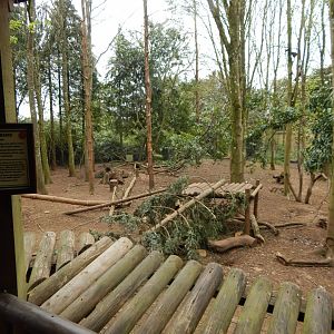 European wolverine exhibit 210421