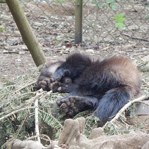 European wolverine 210421