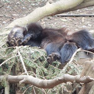 European wolverine 210421