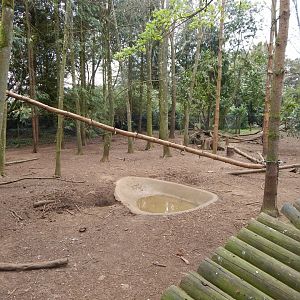 European wolverine exhibit 210421