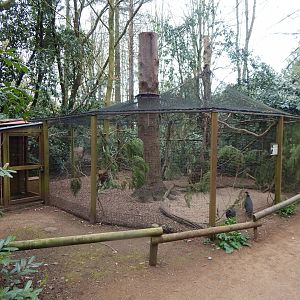 Crested guineafowl aviary 210421