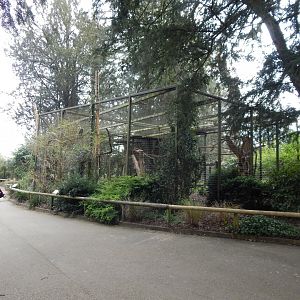 Rueppells vulture aviary 210421