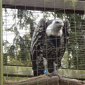 Rueppells vulture 210421