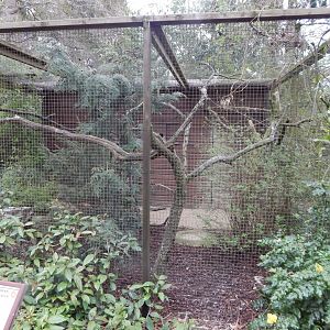 Northern white-faced owl aviary 210421