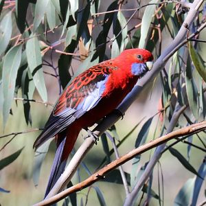 Crimson Rosella