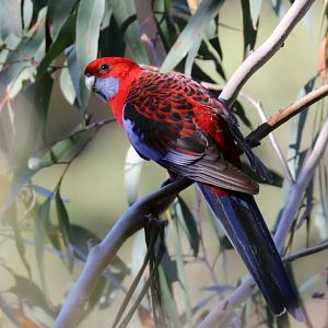 Crimson Rosella