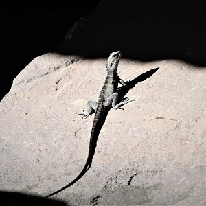 Eastern Water Dragon