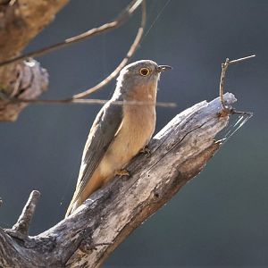 Fantail Cuckoo