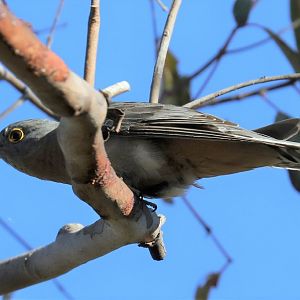 Fantail Cuckoo