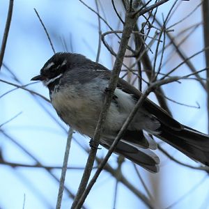 Grey Fantail