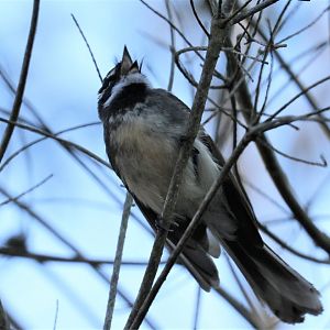Grey Fantail vocalising