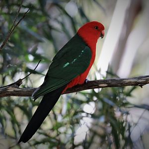 Australian King Parrot