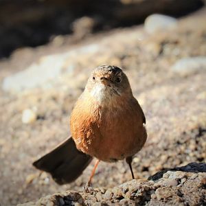 Rock Warbler