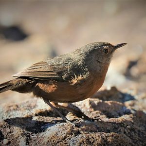 Rock Warbler