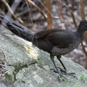 Superb Lyrebird