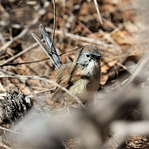 Variegated Fairy Wren (male in eclipse)