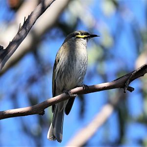 Yellow-faced Honeyeater
